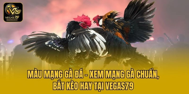 Màu Mạng Gà Đá – Xem Mạng Gà Chuẩn, Bắt Kèo Hay Tại Vegas79
