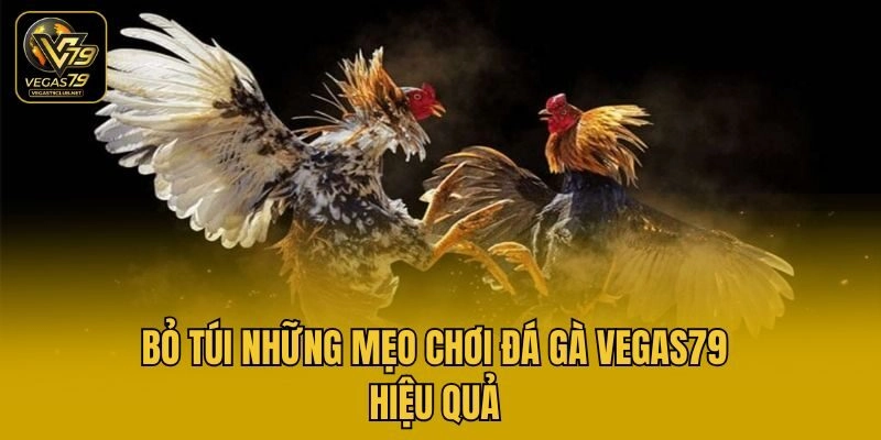 Bỏ túi những mẹo chơi đá gà Vegas79 hiệu quả