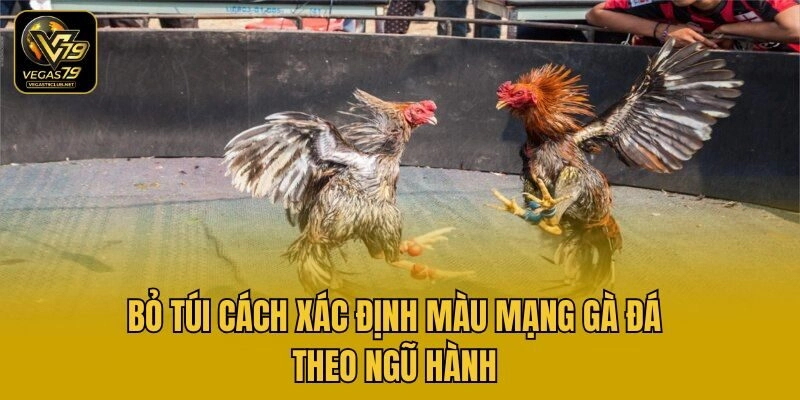 Bỏ túi cách xác định màu mạng gà đá theo ngũ hành